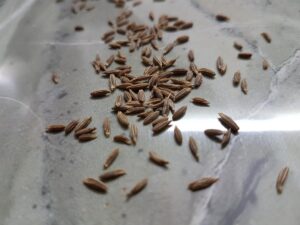 uses of cumin seeds in telugu