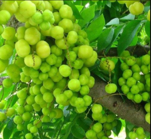 TOP 5 Healthy Fruits in India 